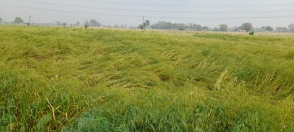 Storm and rain spark farmer anxiety: Wheat at risk of lodging mustard may sprout prematurely