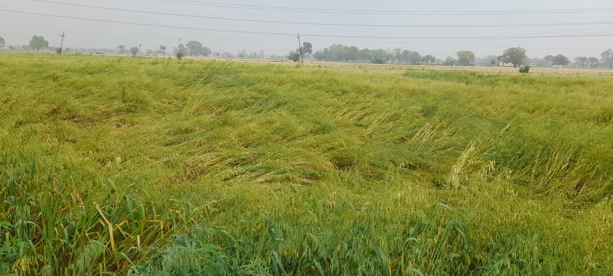 Strong winds and drizzle increased the worries of farmers.