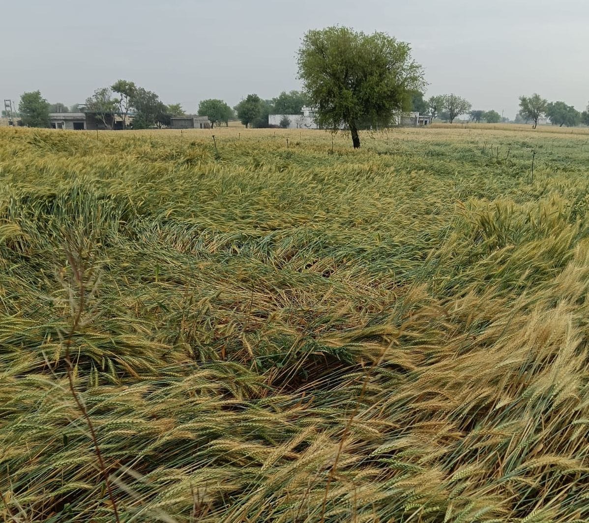 Rain for the third consecutive day has wreaked havoc on farmers, destroying wheat crops and disrupting power supply.