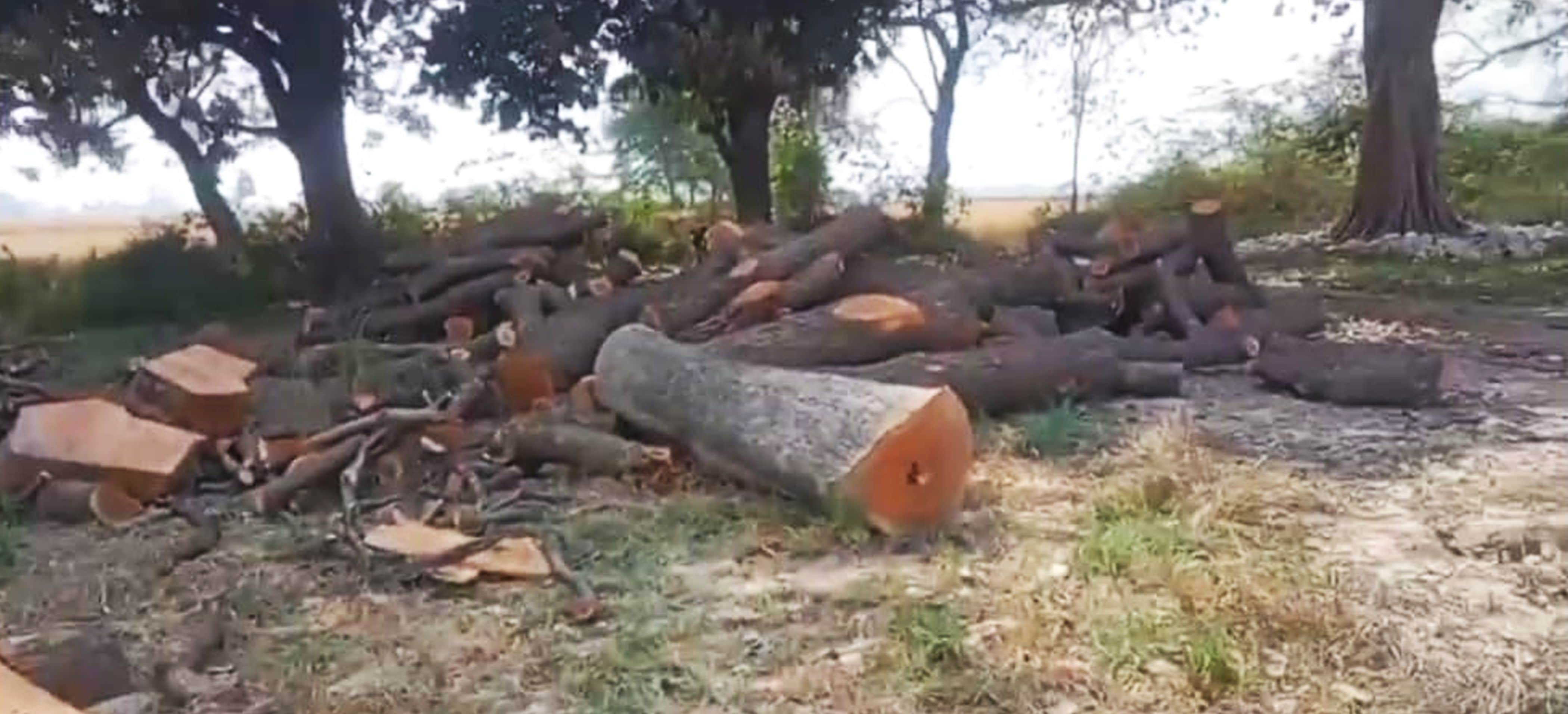 फोटो-19-गाजीपुर क्षेत्र के कठवारा गांव में कटाई के बाद पड़ी लकड़ी। वीडियो ग्रैब