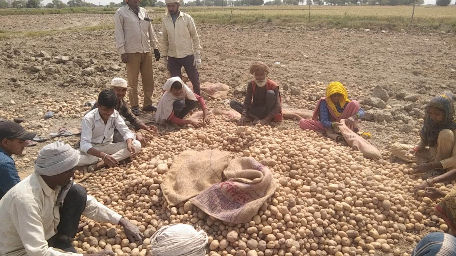 फोटो-21 खेतों  में खुदाई के बाद आलू की छांटते श्रमिक। संवाद