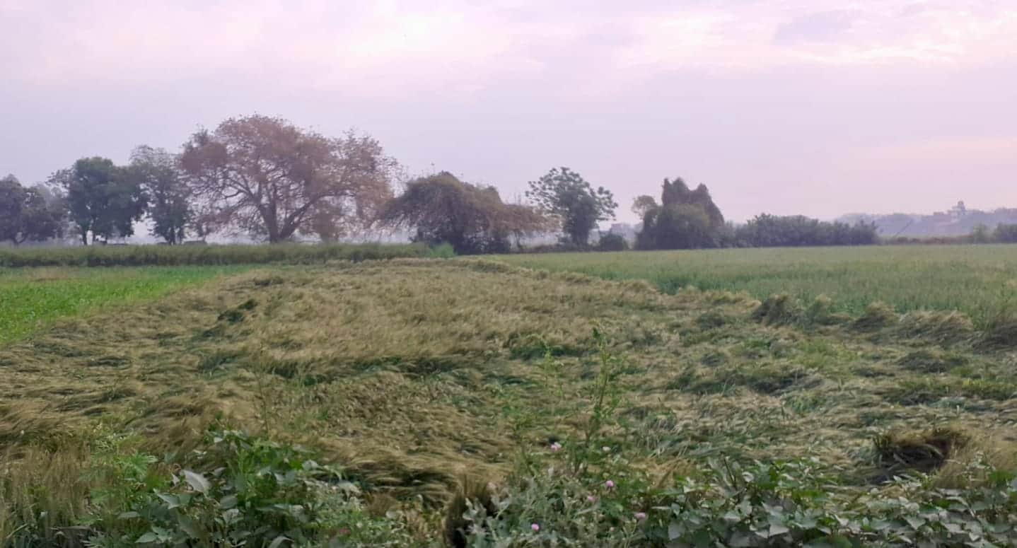 फोटो 28 कासगंज के कांतौर में खेत में बिछी गेहूं की फसल। स्रोत: संवाद