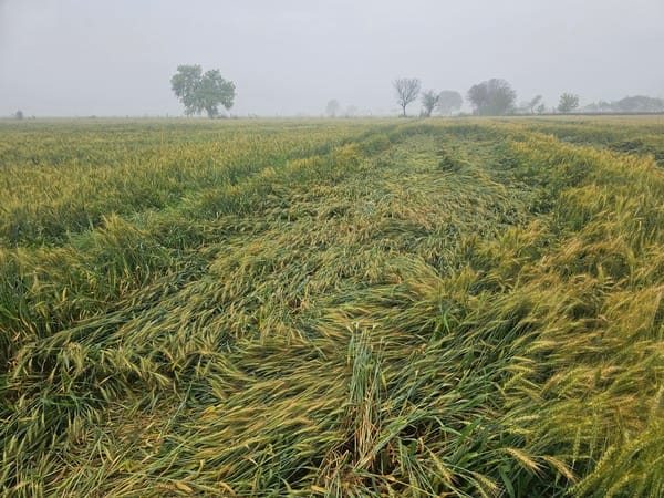 Farmers say: The weather has dashed all hopes.