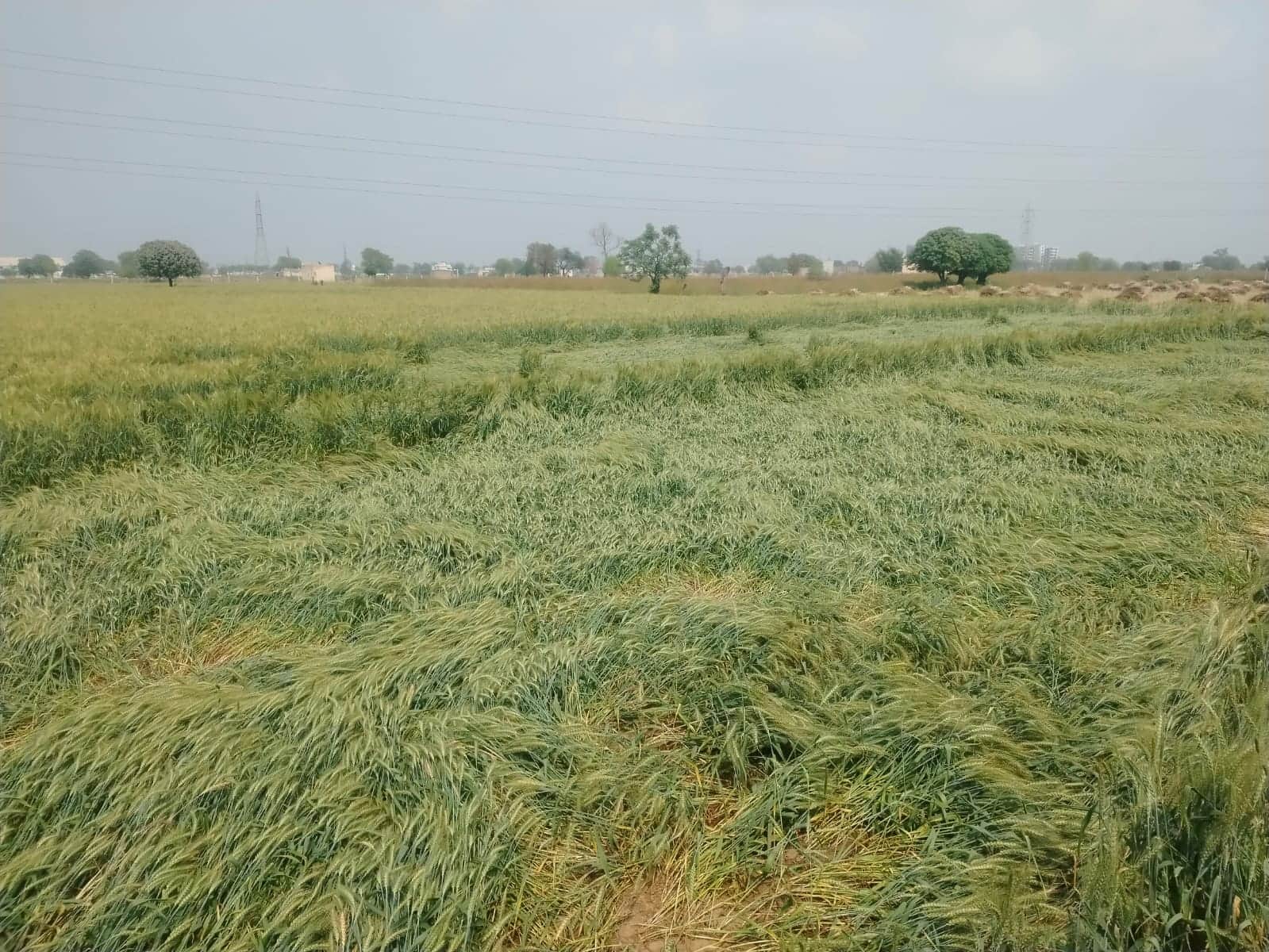 फतेहाबाद से बीघड़ रोड पर तेज हवा से बिछी गेहूं की फसल। संवाद