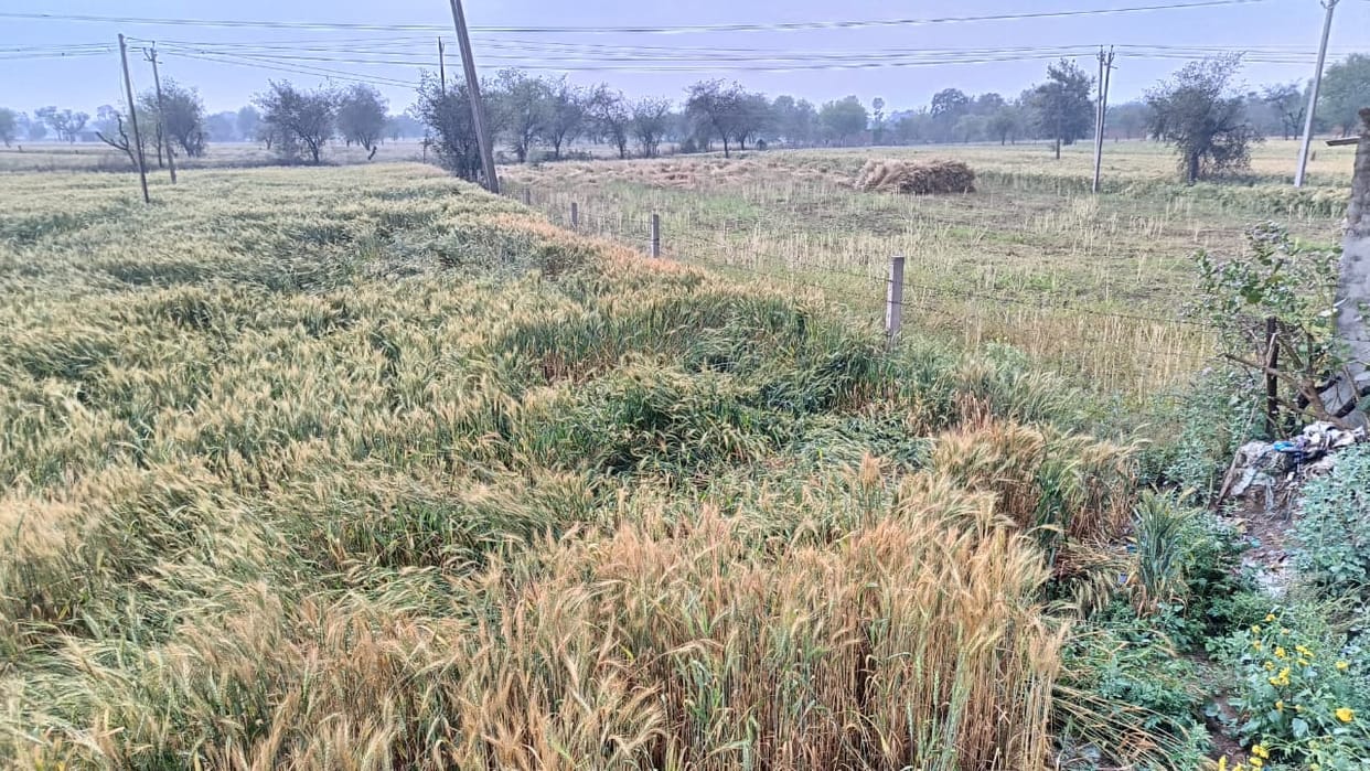 Unseasonal rains threaten to damage wheat and mustard crops by 5 to 15 percent