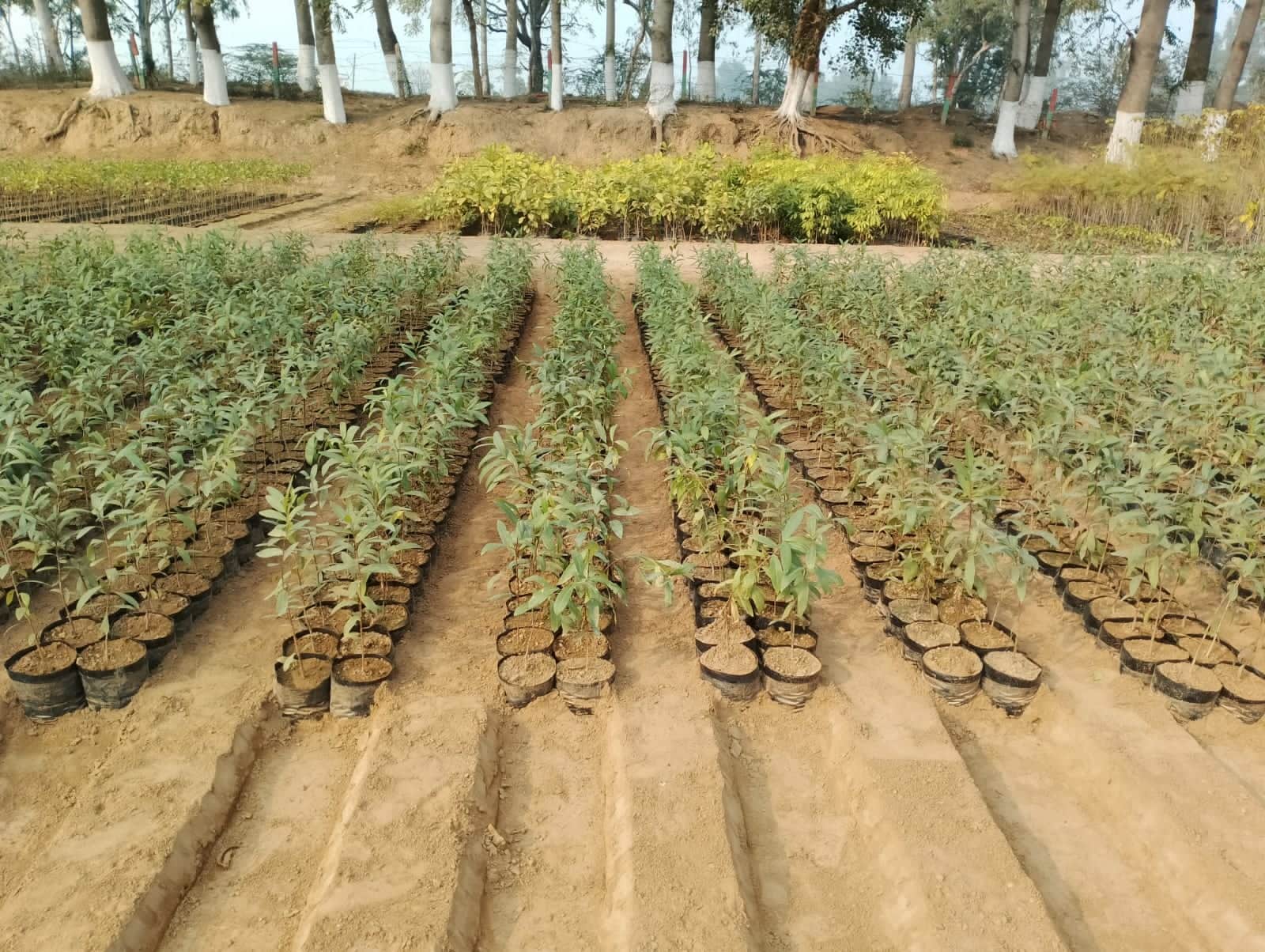 गांव बड़ोपल की नर्सरी में मानसून में पौधरोपण करने के लिए तैयार किए पौधे। स्रोत : वन विभाग