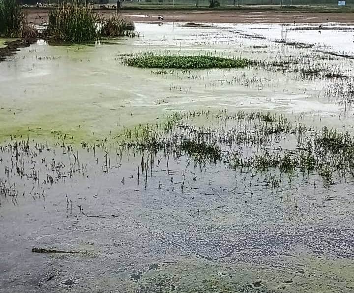 गांव मलिकपुर बांगर में कृषि योग्य भूमि में भरा गंदा पानी। संवाद