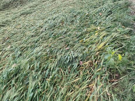 कफारा गांव में गिरी गेहूं की अधपकी फसल- संवाद