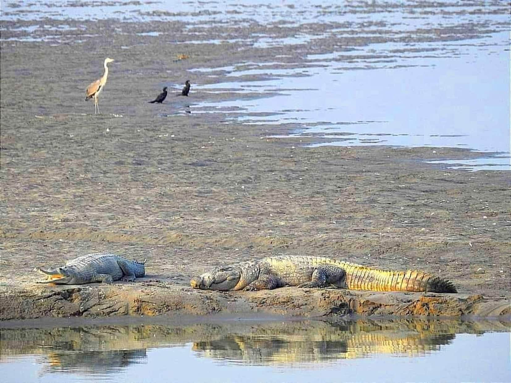 कतर्नियाघाट में गेरुआ नदी के टापू पर बैठा खड़ियाल।      - स्रोत : वन विभाग