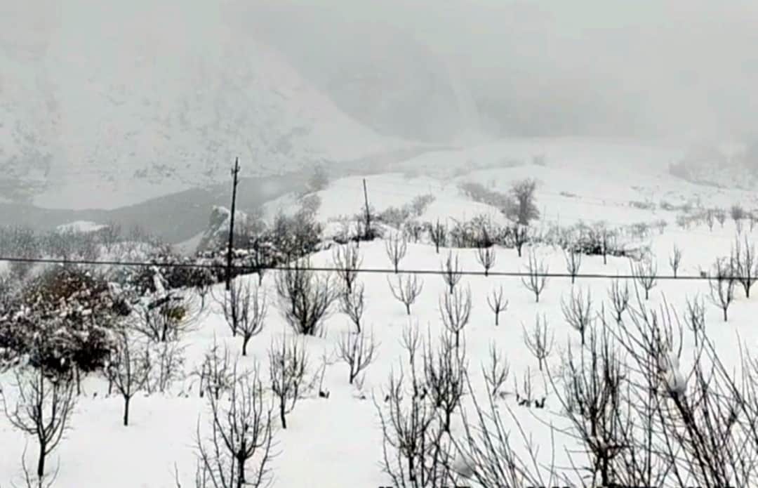 लाहौल में बर्फबारी के बाद ढके सेब के बगीचे।-संवाद