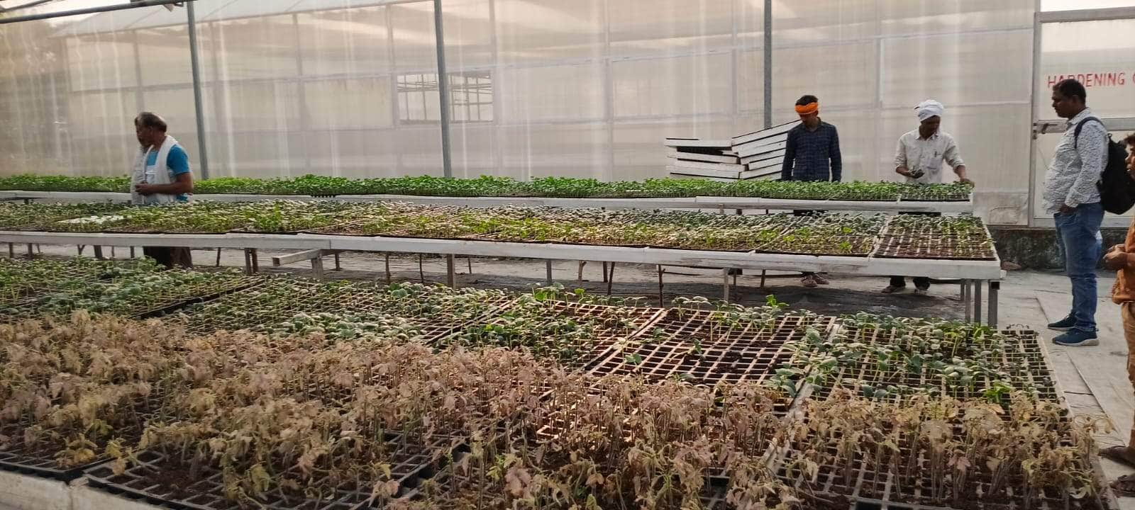 माधोपुर उद्यान भवन में तैयार हो रहे उन्नत सब्जी के पौधे। संवाद