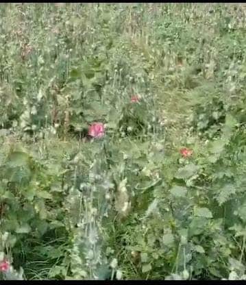रायगढ़ में अफीम की खेती का खुलासा