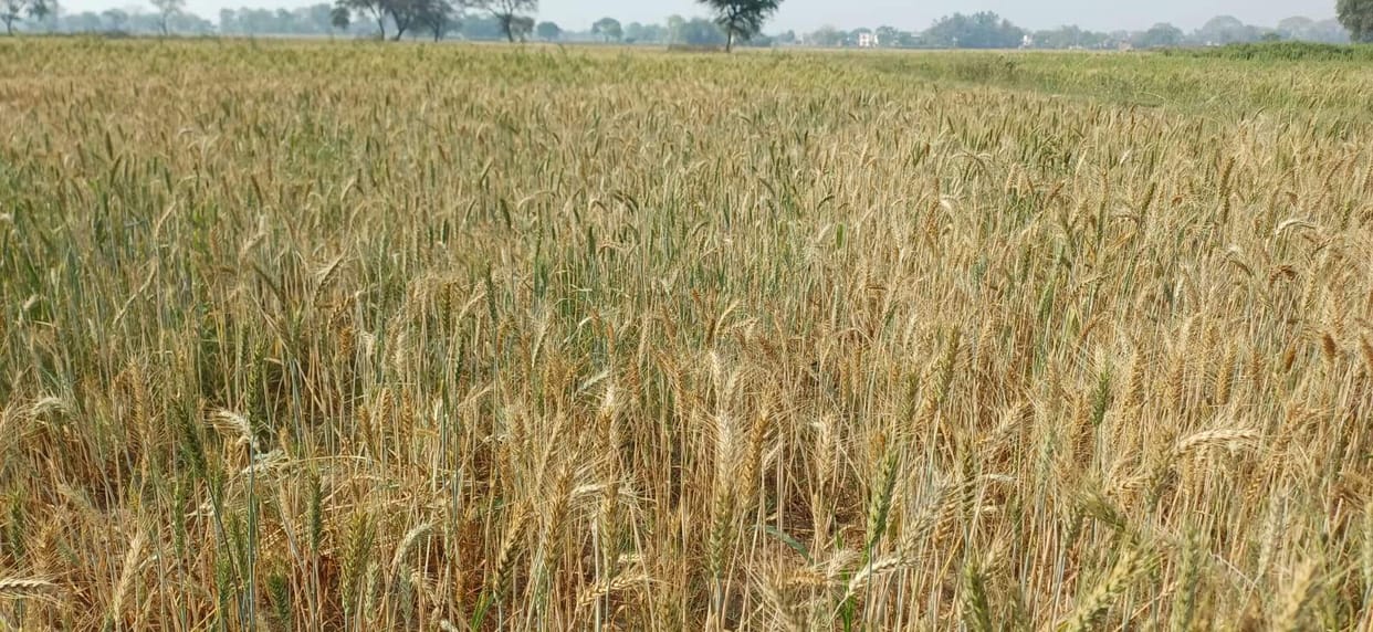 The increased heat has taken away the smiles of farmers, clouds of crisis are looming over the wheat crop.