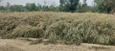 Drizzle in March after three years worries 8.5 lakh farmers