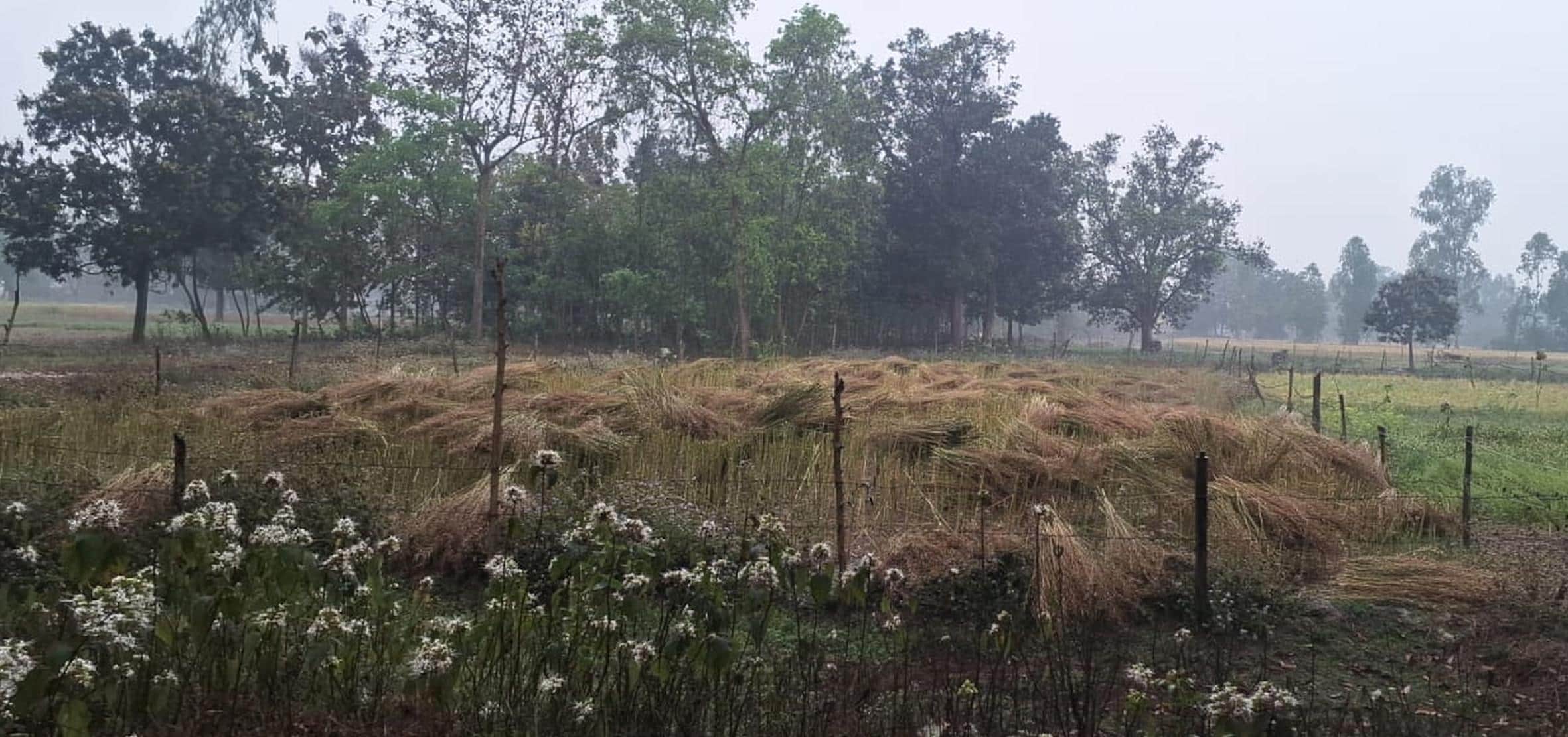 बाबागंज के खेतों में शुक्रवार को बारिश से भीगी फसल।    -संवाद