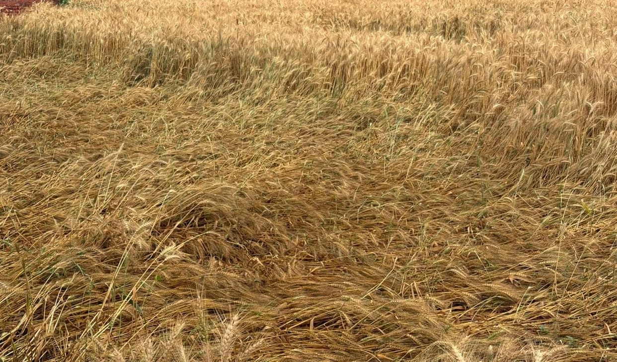 Rain lasted for one and a half hours, temperature dropped by 6.5 degrees, 40 percent of mustard and 10 percent of wheat crops damaged