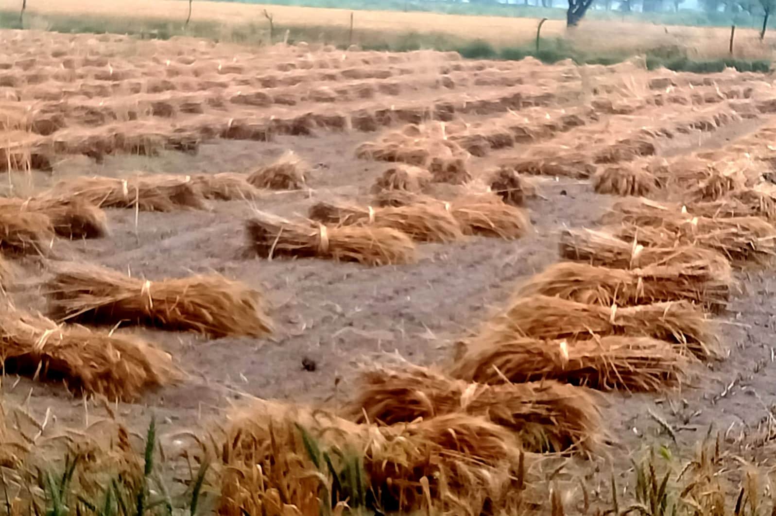 बारिश में बिसावर क्षेत्र में भीगी गेहूं की कटी फसल। संवाद