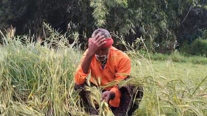 बारिश ओलावृष्टि से नुकसान