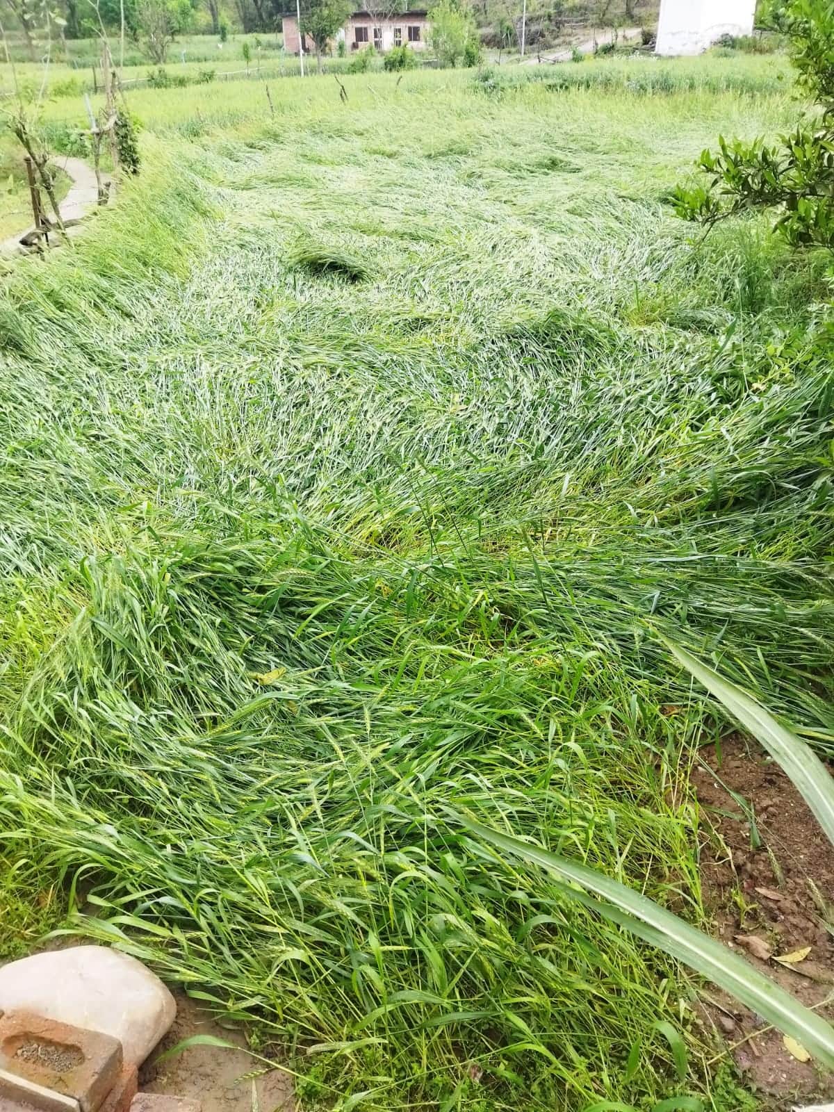 बरठीं क्षेत्र में बारिश से  गेहूं की फसल बर्बाद। संवाद