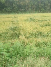 Rainfall caused a 10.3 degree drop in mercury, damaging wheat and mustard crops.