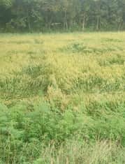 चरथावल के बधाई कलां में बारिश और हवा में गिरी गेहूं की फसल: संवाद