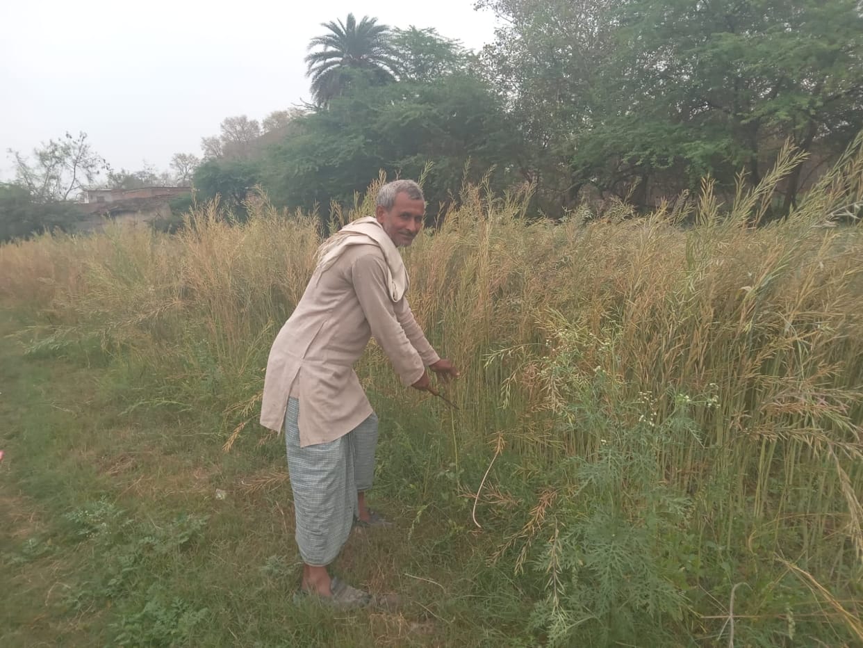 Unseasonal rains dash hopes, fears of heavy damage to standing crops
