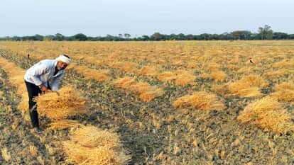 फोटो 21 एमएएचपी 13 परिचय-खेत में बारिश से भीगी मसूर की फसल को सुखाने के लिए फैलाता गहरा गांव का