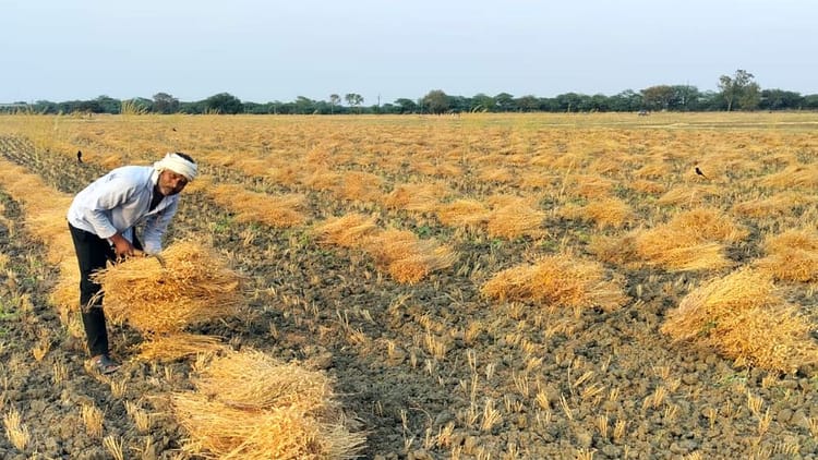 MSP Rates: बिहार की तीन फसलों की खरीदारी अब एमएसपी पर; केंद्र सरकार की मंजूरी से किसानों को क्या मिलेगा?