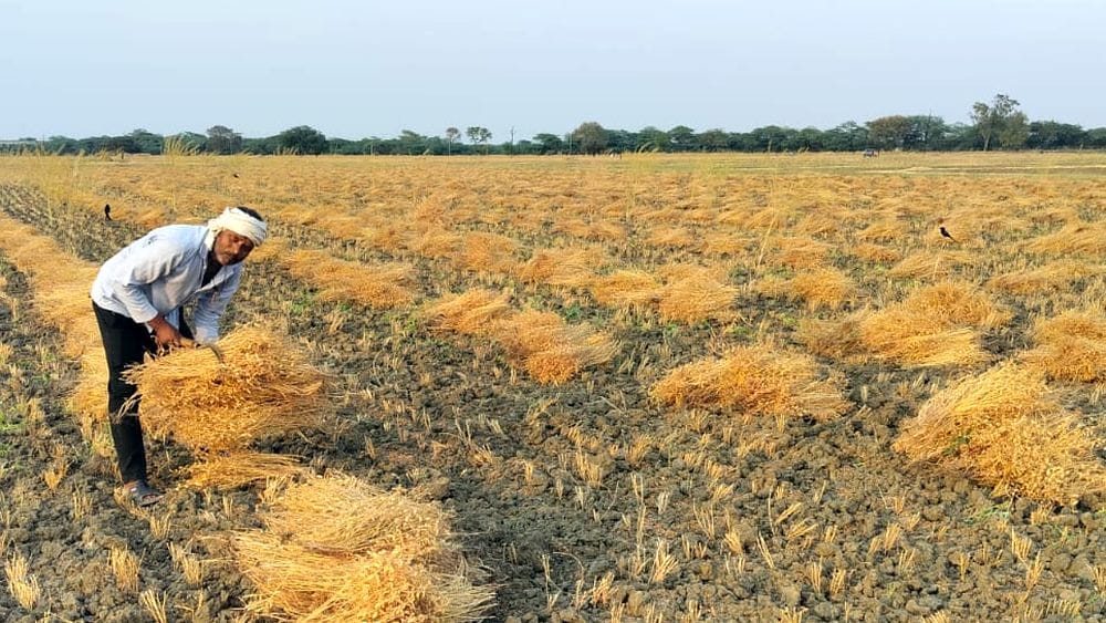 Bihar Govt Approves MSP Procurement of Lentil Gram and Mustard Farmers to Benefit scheme explained in details