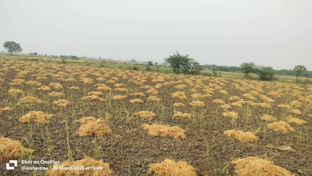 फोटो - 21 सुबह से रिमझिम बारिश में भीगी मसूर की कटी फसल ।संवाद