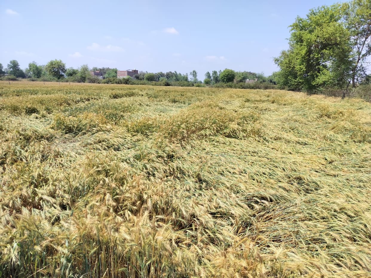 Unseasonal rain and strong winds have destroyed farmers' crops.