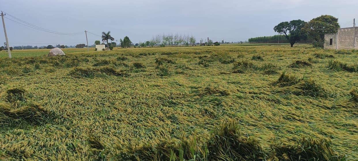 Rain and strong winds have damaged 10,000 acres of wheat, raising concerns for farmers.