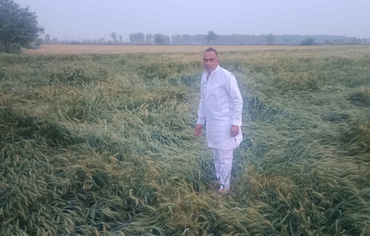 Farmers say: Lodging of crops will diminish the grain's luster.