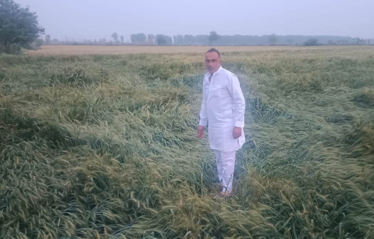 फोटो नंबर 73: खेतों में बारिश के बाद जमीन पर बिछी फसल को देखाता किसान। संवाद