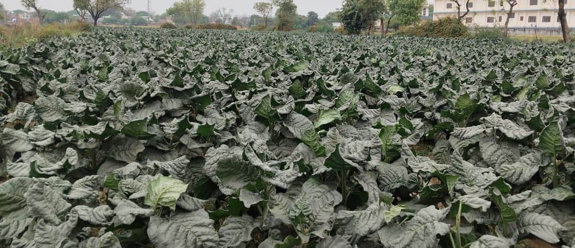 फोटो01कासगंज में एक खेत में तैयार की गई तंबाकू की फसल ।संवाद