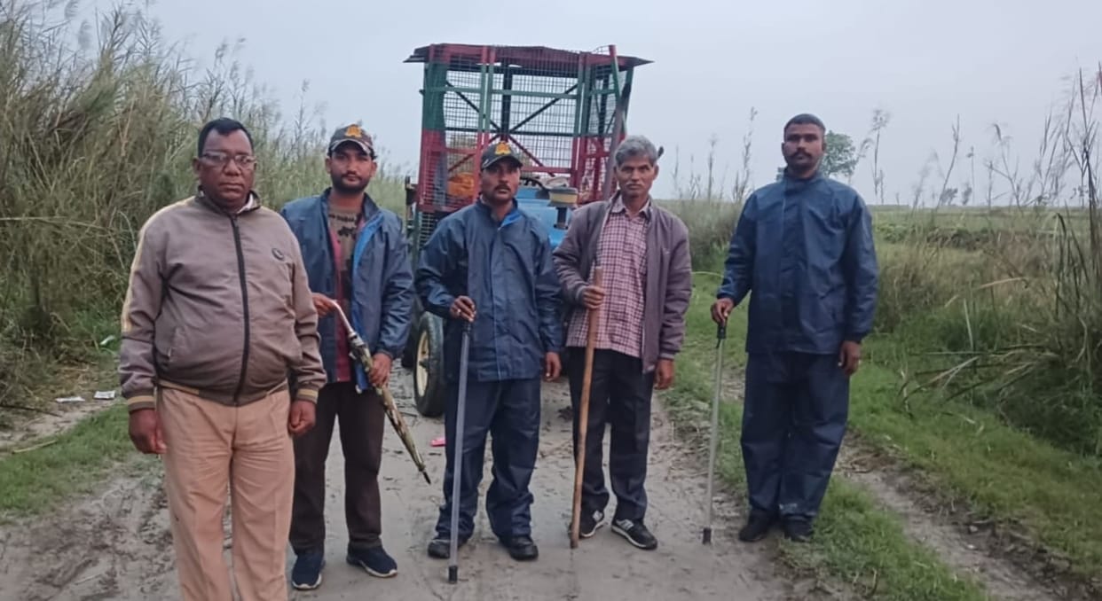 Tiger kills calf, drags carcass into field after noise
