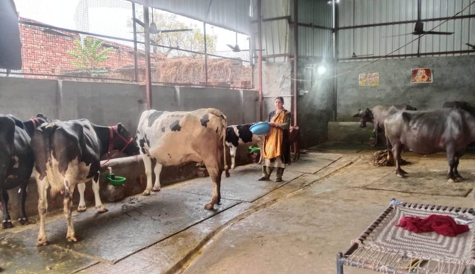 गांव कनीपला स्थित डेयरी में पशुओं को चारा डालतीं रेखा देवी। स्वयं