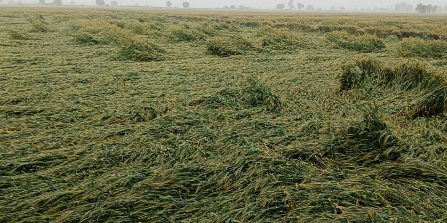 इसराना खेतों में गिरी गेहूं की फसल। संवाद