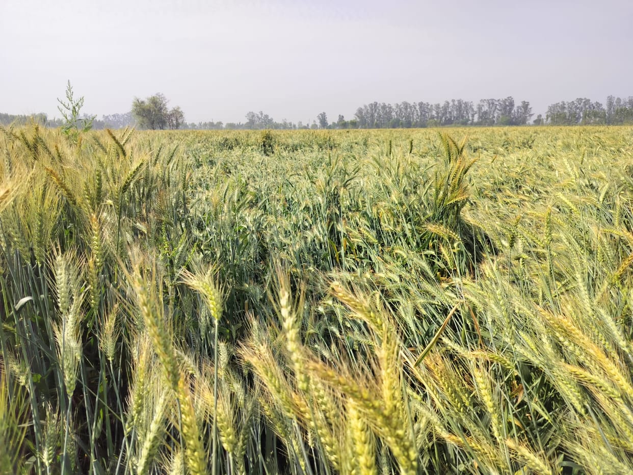 Six millimeters of rain brought down the day's temperature, leaving wheat crops scattered in the fields.