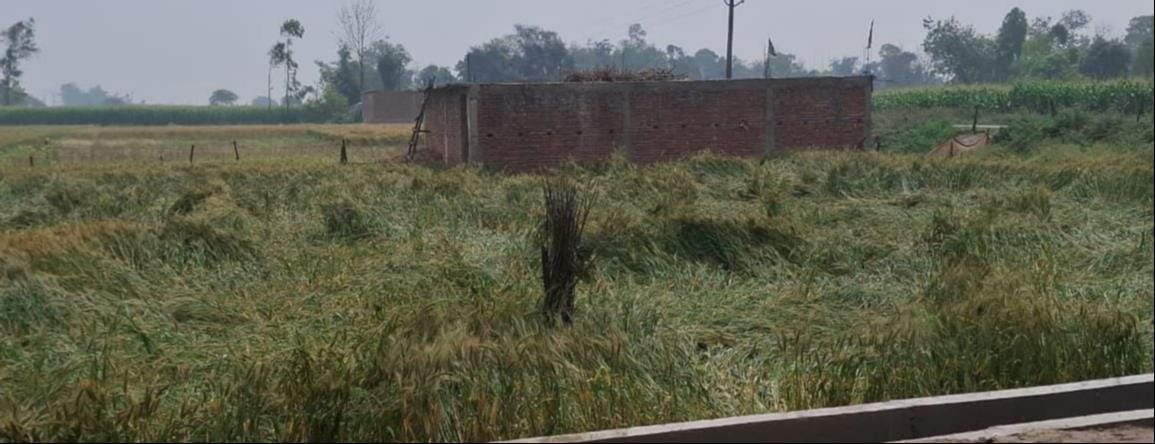 Strong winds and rain caused crops to fall in the fields