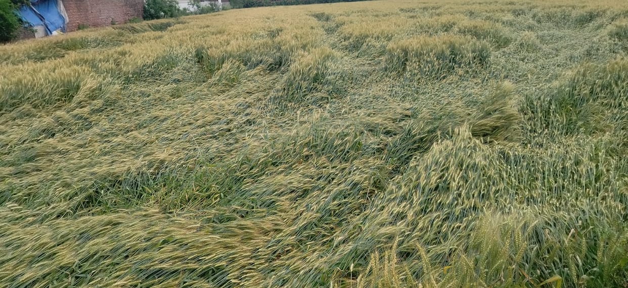 20 mm of rain halted harvesting and sale of wheat and mustard in the fields.