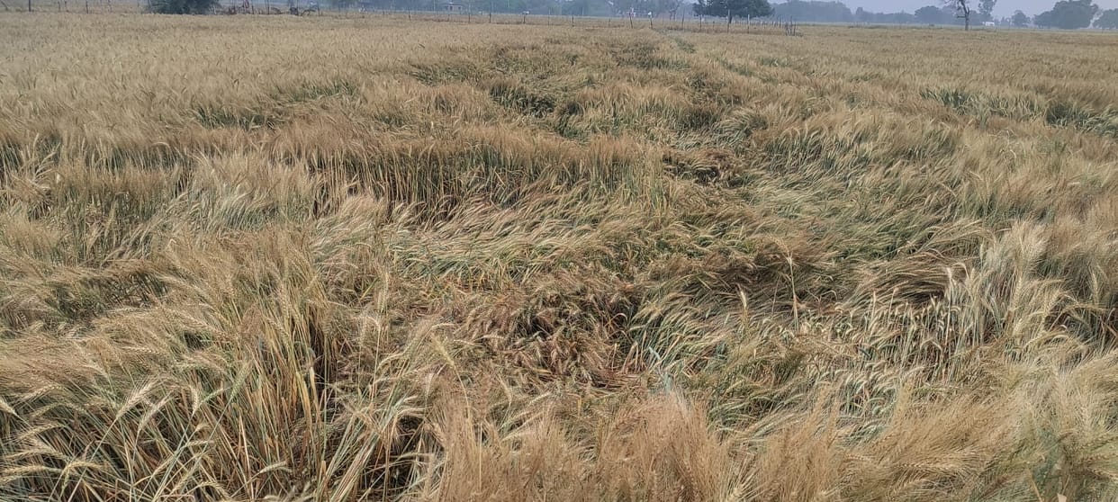 Rain causes mercury to drop; damage to crops feared.