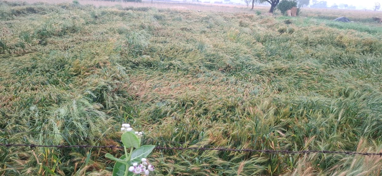 Compensation Demanded for Crops Damaged by Hailstorm
