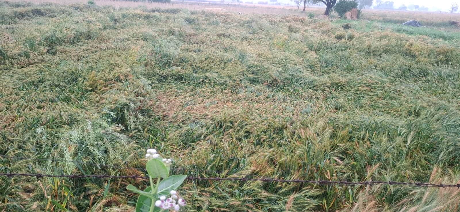 किसानों की चौपट हुई फसल खेतोंं में लेटी हुई। 