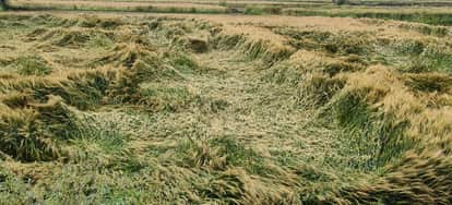 Unseasonal Rain and Hailstorm Damage Rabi Crops in Rajasthan; Govt Orders Survey and Relief Measures