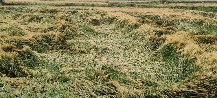 Rajasthan Crop Damage: बेमौसम बारिश-ओलावृष्टि से फसलों को भारी नुकसान, सरकार ने शुरू किया सर्वे