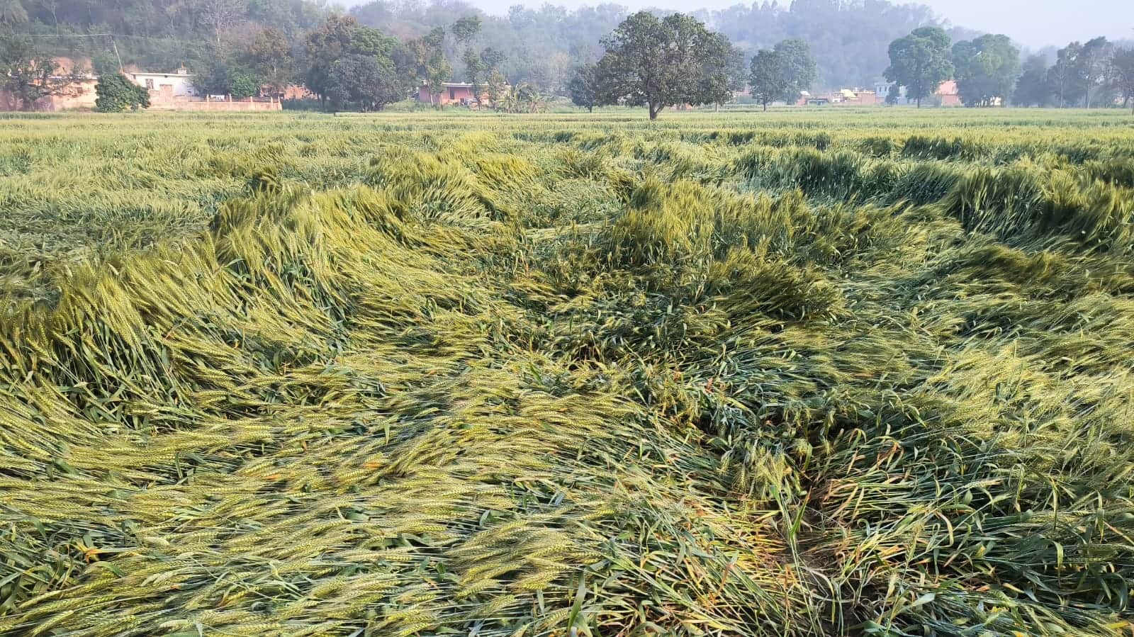 नालागढ में बारिश के साथ चली हवा से जमीन पर बिछी गेहूं- स्रोत- किसान।