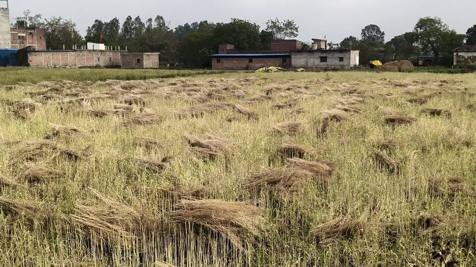 The rains benefited wheat, but damaged harvested pulses and oilseed crops.