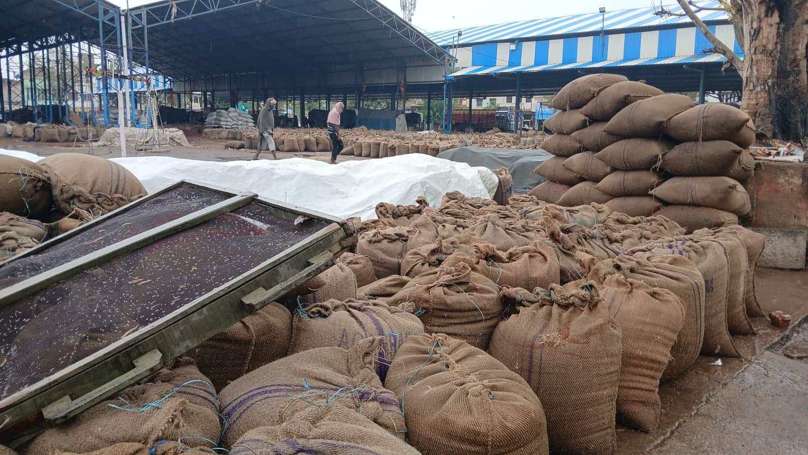 रेवाड़ी। अनाज मंडी में सुबह बारिश के दौरान भीगते सरसों की बोरियां। संवाद