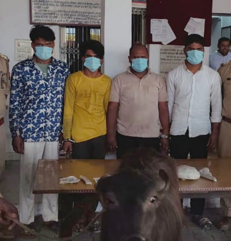 Four criminals of cattle theft gang arrested